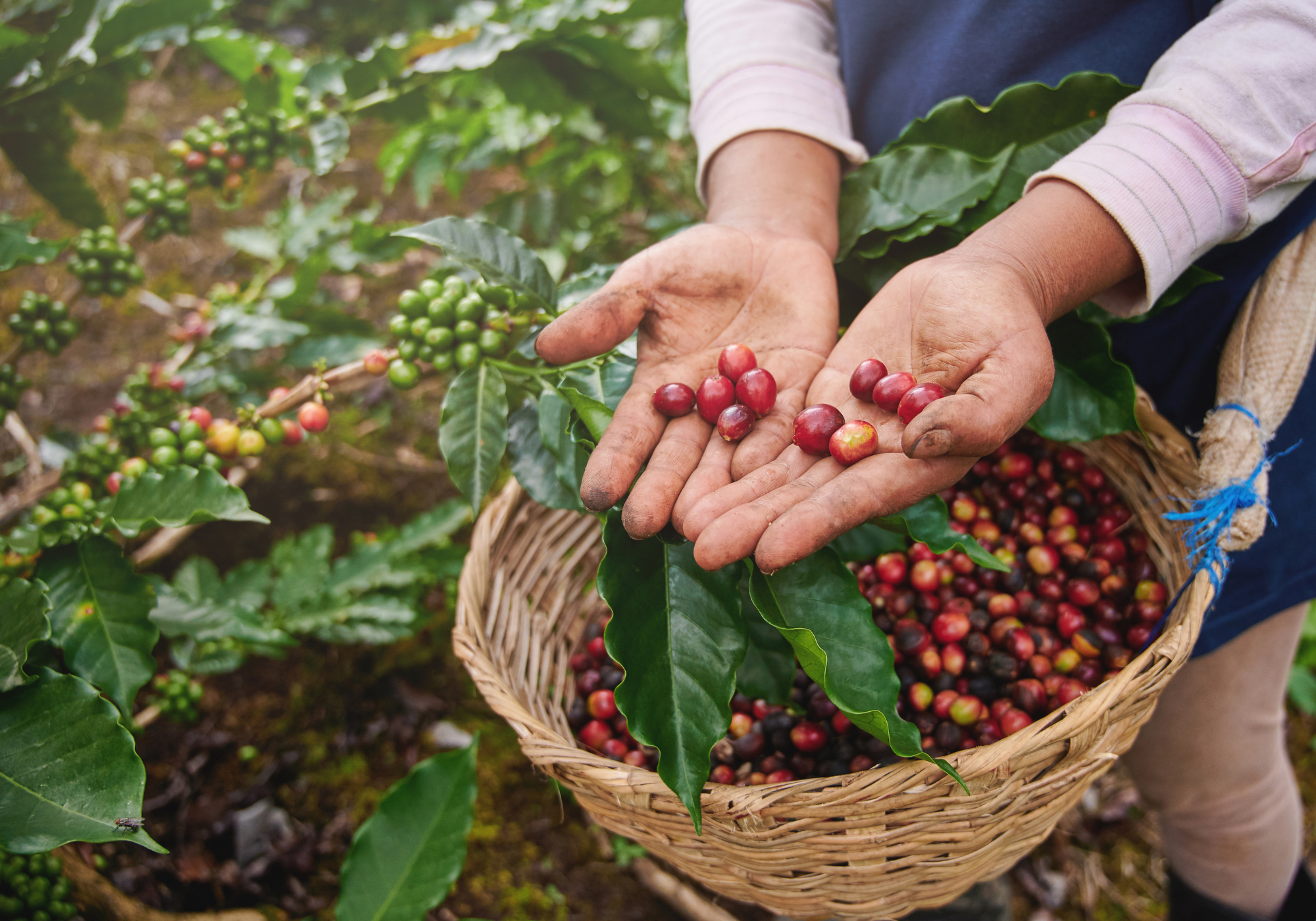 Rotama_Coffee_Farmers.png